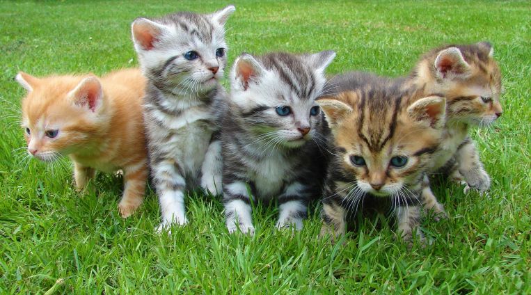 Litter of Kittens